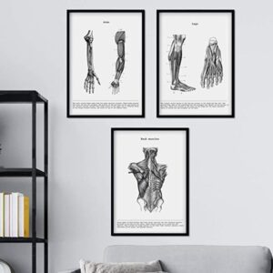 Set de 3 póster de anatomía en blanco y negro como regalo para médicos